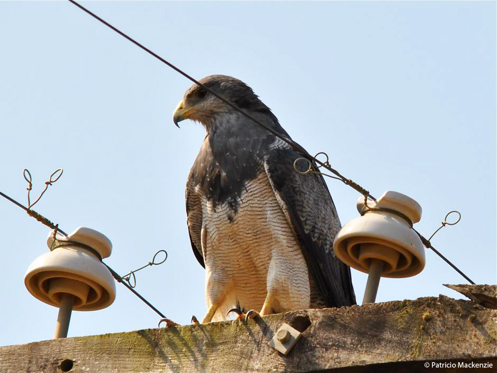 Black-chested Buzzard-eagle sitting on an electricity pole, photographed in Chile ? Patricio Mackenzie.